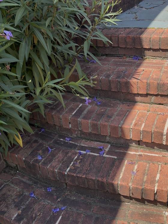 Brick front steps before cleaning: the brick is darkened, the mortar joints are grey, and fallen petals have collected in the corners.